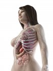 Низький кут зору анатомічної моделі, що показує жіночу анатомію та внутрішні органи, комп'ютерна ілюстрація . — стокове фото