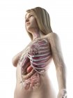 Vue en angle bas du modèle anatomique montrant l'anatomie féminine et les organes internes, illustration par ordinateur . — Photo de stock