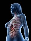 Vue en angle bas du modèle anatomique montrant l'anatomie féminine et les organes internes, illustration par ordinateur . — Photo de stock