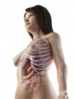 Vista de baixo ângulo do modelo anatômico mostrando anatomia feminina e órgãos internos, ilustração computadorizada . — Fotografia de Stock