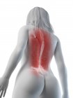 Muscoli della schiena femminili, vista ad angolo basso, illustrazione del computer — Foto stock