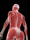 Weibliche Anatomie mit Rückenmuskeln, Computerillustration — Stockfoto