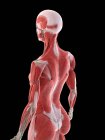 Anatomie féminine montrant les muscles du dos, illustration informatique — Photo de stock