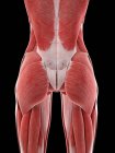 Femenino glúteos músculos, ilustración por ordenador - foto de stock
