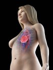 Corpo femminile con sistema cardiovascolare visibile, illustrazione digitale — Foto stock