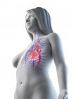 Жіноче тіло з видимою серцево-судинною системою, цифрова ілюстрація — стокове фото