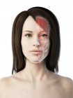 Weibliches Gesicht mit Gesichtsanatomie, Computerillustration. — Stockfoto