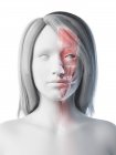Weibliches Gesicht mit Gesichtsanatomie, Computerillustration. — Stockfoto