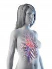 Silhouette féminine montrant l'anatomie cardiaque, illustration par ordinateur . — Photo de stock