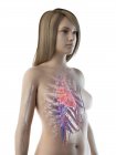 Silhouette femminile che mostra l'anatomia del cuore, illustrazione del computer . — Foto stock