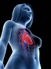 Silueta femenina que muestra anatomía del corazón, ilustración por computadora . - foto de stock