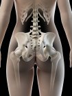 Huesos femeninos de cadera, ilustración digital anatómica - foto de stock