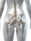 Weibliche Hüftknochen, anatomische digitale Illustration — Stockfoto