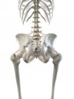 Esqueleto femenino caderas huesos, ilustración de la computadora . - foto de stock