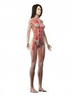 Musculatura femenina en cuerpo transparente, ilustración por ordenador . - foto de stock