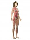Musculature féminine dans un corps transparent, illustration par ordinateur . — Photo de stock