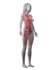 Musculature féminine dans un corps transparent, illustration par ordinateur . — Photo de stock