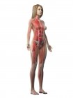 Musculatura femenina en cuerpo transparente, ilustración por ordenador . - foto de stock