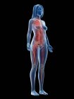 Weibliche Muskulatur im transparenten Körper, Computerillustration. — Stockfoto