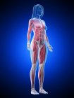 Женская мускулатура в прозрачном теле, компьютерная иллюстрация
. — стоковое фото