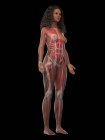 Muscolatura femminile nel corpo trasparente, illustrazione al computer . — Foto stock
