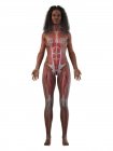 Weibliche Muskulatur in transparenter Silhouette, Frontansicht, Computerillustration — Stockfoto