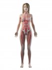 Жіноча мускулатура в прозорому силуеті, вид спереду, комп'ютерна ілюстрація — стокове фото