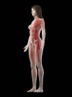 Musculatura femenina en silueta transparente, ilustración digital . - foto de stock