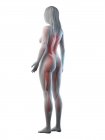 Weibliche Muskulatur in transparenter Silhouette, digitale Illustration. — Stockfoto