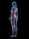 Жіноча мускулатура в прозорому силуеті, цифрова ілюстрація . — стокове фото