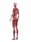 Corpo feminino com musculatura visível, ilustração computacional . — Fotografia de Stock