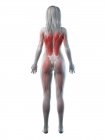Musculature féminine en silhouette transparente, vue arrière, illustration informatique . — Photo de stock