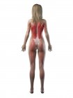 Musculatura femenina en silueta transparente, vista trasera, ilustración por ordenador
. - foto de stock
