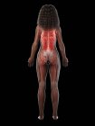 Musculatura femenina en silueta transparente, vista trasera, ilustración por ordenador . - foto de stock