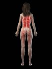 Жіноча мускулатура в прозорому силуеті, вид ззаду, комп'ютерна ілюстрація . — стокове фото