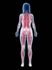 Женская мускулатура в прозрачном силуэте, вид сзади, компьютерная иллюстрация . — стоковое фото