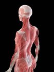 Cuerpo femenino con musculatura visible, ilustración por ordenador
. - foto de stock