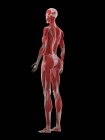 Женское тело с видимой мускулатурой, компьютерная иллюстрация . — стоковое фото