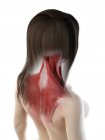 Muscoli femminili del collo e della schiena, illustrazione computerizzata — Foto stock
