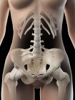 Абстрактні жіночі тазові кістки, комп'ютерна ілюстрація . — стокове фото