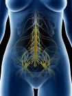 Nervios pélvicos femeninos en silueta corporal abstracta, ilustración por ordenador - foto de stock