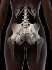 Pelvis femenina, ilustración digital anatómica - foto de stock