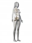 Esqueleto femenino en silueta de cuerpo transparente sobre fondo blanco, ilustración por ordenador
. - foto de stock