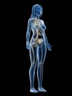 Esqueleto femenino en silueta de cuerpo transparente sobre fondo negro, ilustración por ordenador . - foto de stock