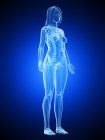 Weibliches Skelett in transparenter Körpersilhouette auf blauem Hintergrund, Computerillustration. — Stockfoto
