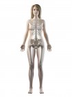 Видимый скелет в женском силуэте тела спереди, компьютерная иллюстрация
. — стоковое фото