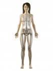 Видимый скелет в женском силуэте тела спереди, компьютерная иллюстрация
. — стоковое фото