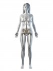 Esqueleto visible en silueta de cuerpo femenino en vista frontal, ilustración por computadora . - foto de stock