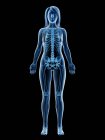 Видимый скелет в женском теле силуэт на черном фоне, компьютерная иллюстрация
. — стоковое фото