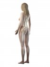 Видимий скелет у силуеті жіночого тіла на білому тлі, комп'ютерна ілюстрація . — стокове фото